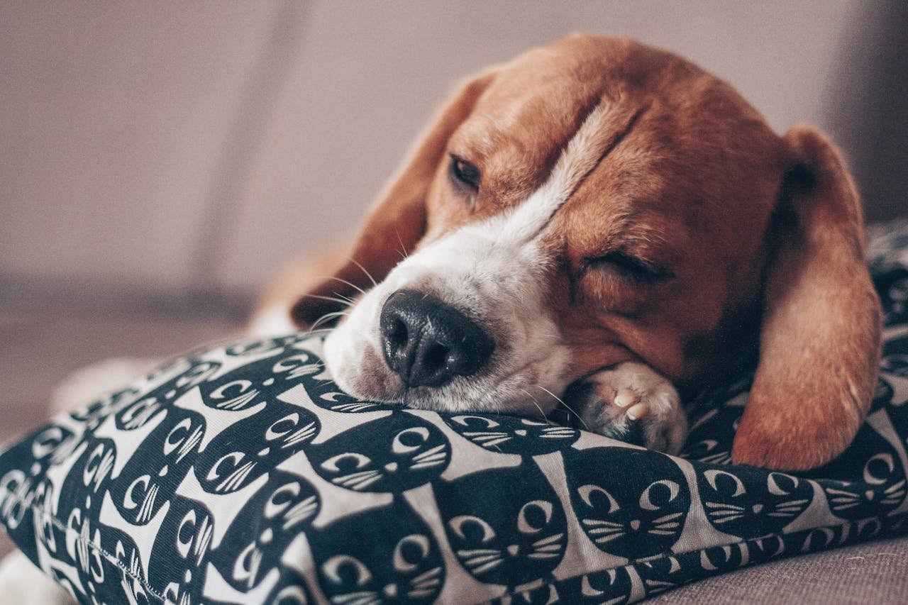 Comprehensive Care for Your Furry Friends: The Brand That Prioritizes Pet Happiness