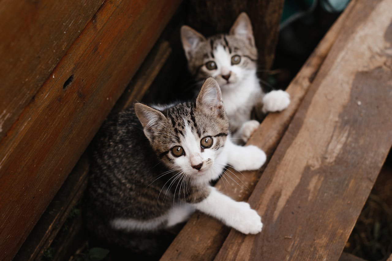 Close-Up Photo of Black and White Tabby Cats